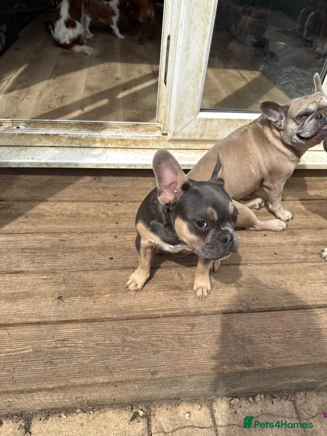 French Bulldog dogs for sale: 7 month old Frenchie girls - Advert 2