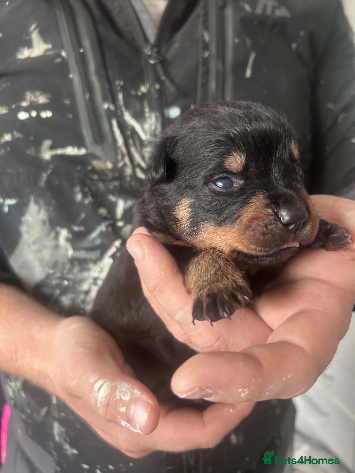 Rottweiler dogs Big chunky Rottweiler puppies  - Advert 2