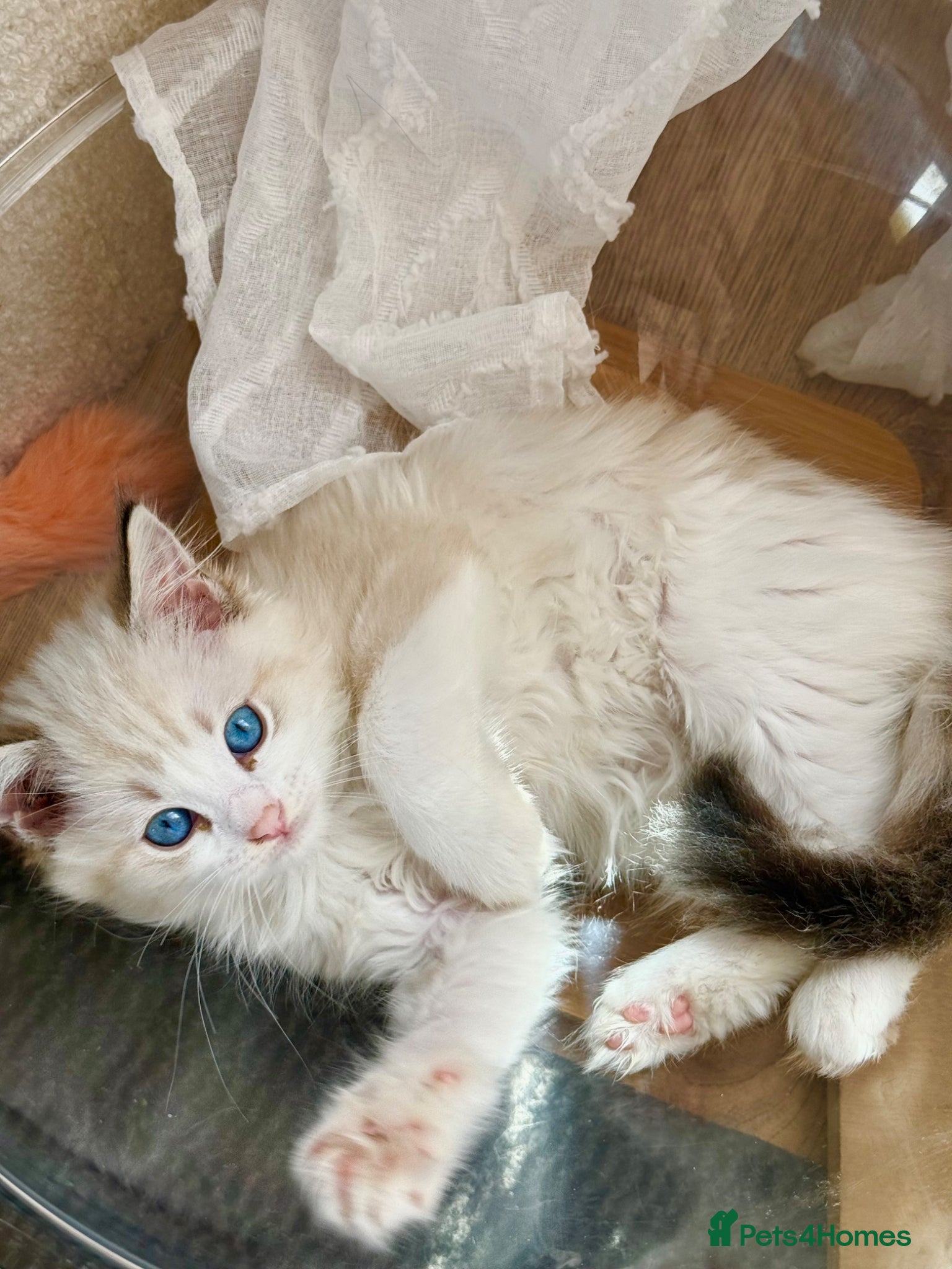 Ragdoll cats Stunning Ragdoll kittens ONLY 3 LEFT - Advert 1