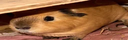 Guinea Pig rodents for sale: guinea pig sisters Honey & Maple in London - Advert 20