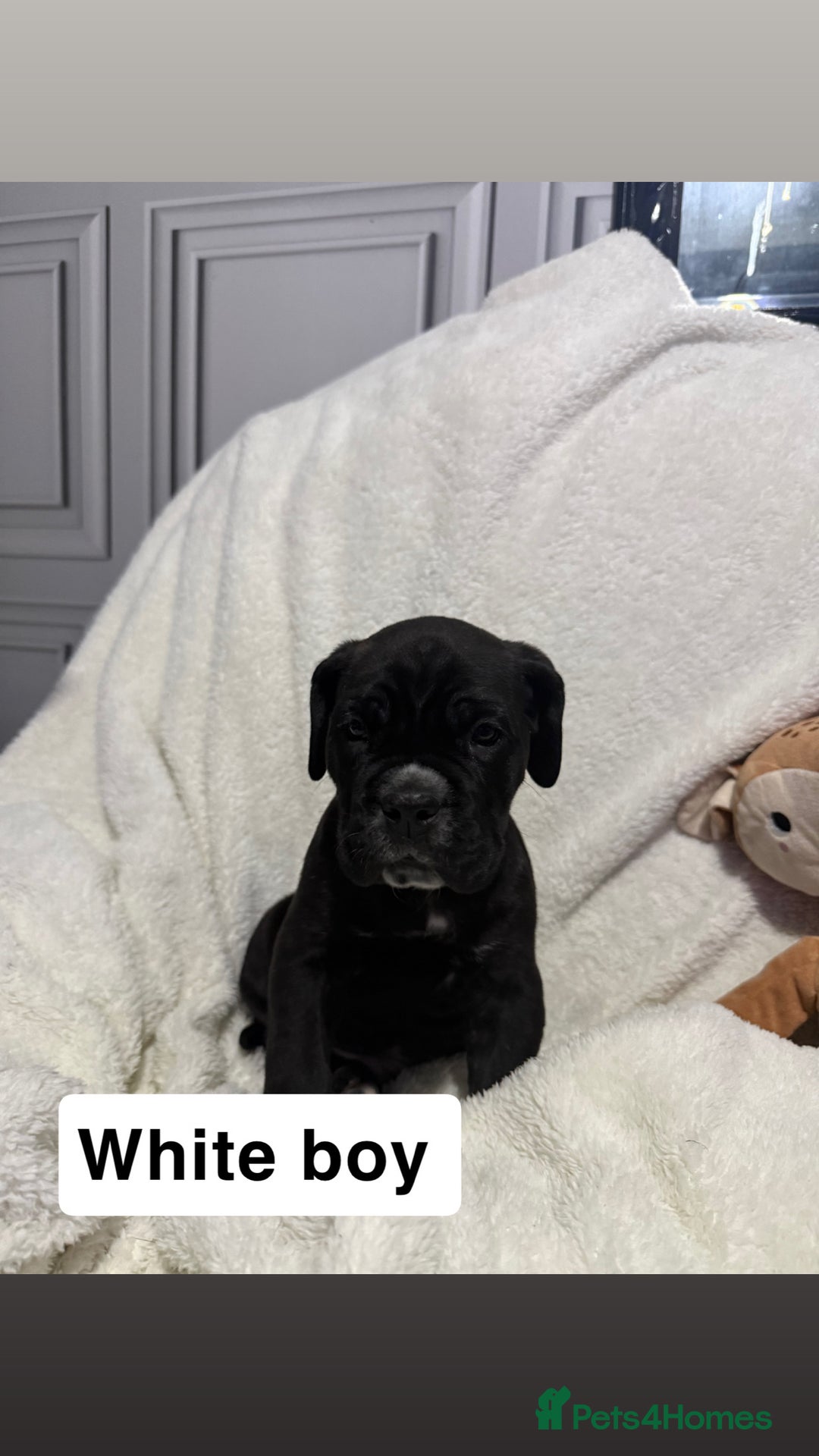 Cane Corso dogs for sale: 12 beautiful cane corso puppies 🐾 - Advert 24