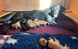 Labrador Retriever dogs for sale: Labrador pups, well-socialised & family raised - Image 4