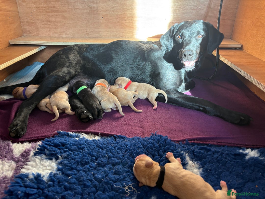 Labrador Retriever dogs for sale: Labrador pups, well-socialised & family raised - Image 4