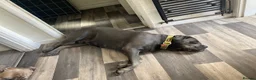 Cane Corso dogs for sale: 2x Cane Corso For Rehoming - Advert 2