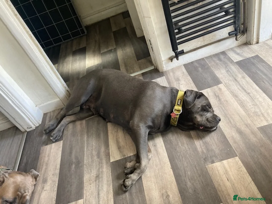 Cane Corso dogs for sale: 2x Cane Corso For Rehoming - Advert 2