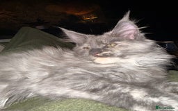 Maine Coon cats for sale: Tica registered Maine Coons from champion lines  - Image 28