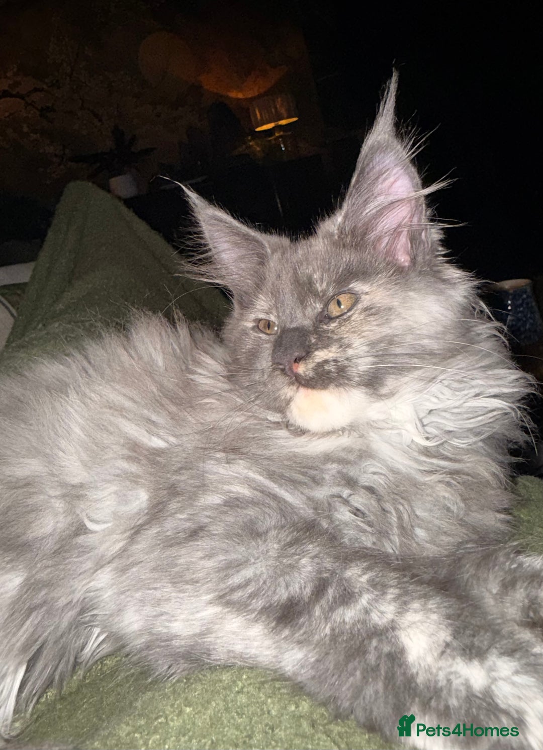 Maine Coon cats for sale: Tica registered Maine Coons from champion lines  - Image 28