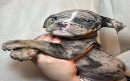 Olde English Bulldogge dogs for sale: 8 week old Olde English Bulldogges  - Advert 19