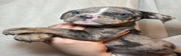 Olde English Bulldogge dogs for sale: 8 week old Olde English Bulldogges  - Advert 19