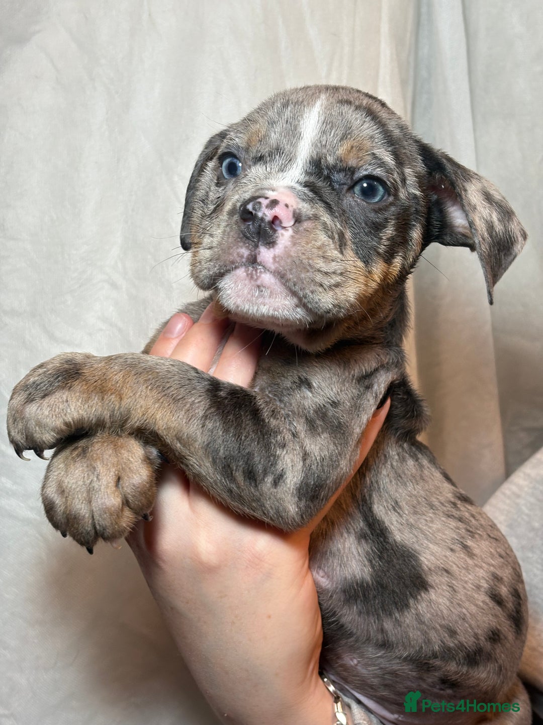 Olde English Bulldogge dogs for sale: 8 week old Olde English Bulldogges  - Advert 19