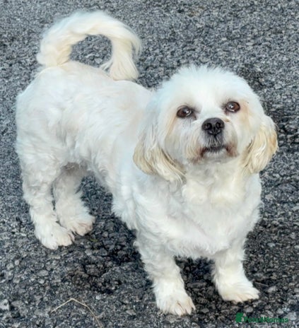 Havanese dogs - Advert 1