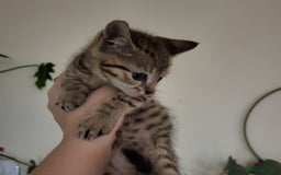 Domestic Shorthair cats for sale: 4 playful kittens ready for new homes  - Image 8