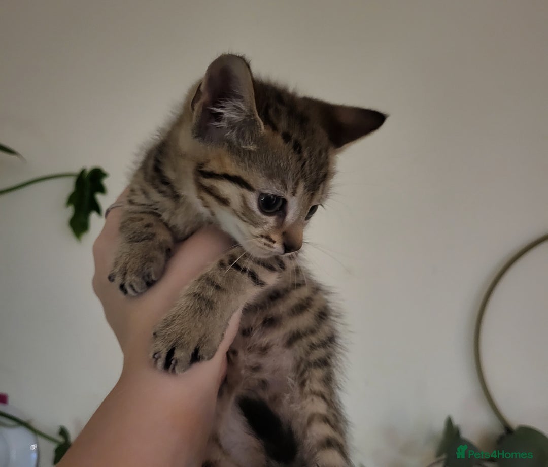 Domestic Shorthair cats for sale: 4 playful kittens ready for new homes  - Image 8