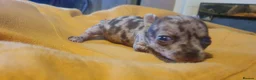 Chihuahua dogs for sale: Stunning chihuahuas  - Advert 14