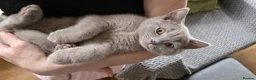 British Shorthair cats for sale: British short hair kittens  - Advert 2
