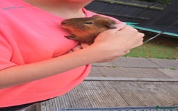 Guinea Pig rodents for sale: 2 x male guinea pigs with hutch - Image 3