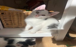 Mixed Breed cats for sale: 4 sweet boys looking for their forever home❤️ - Image 5