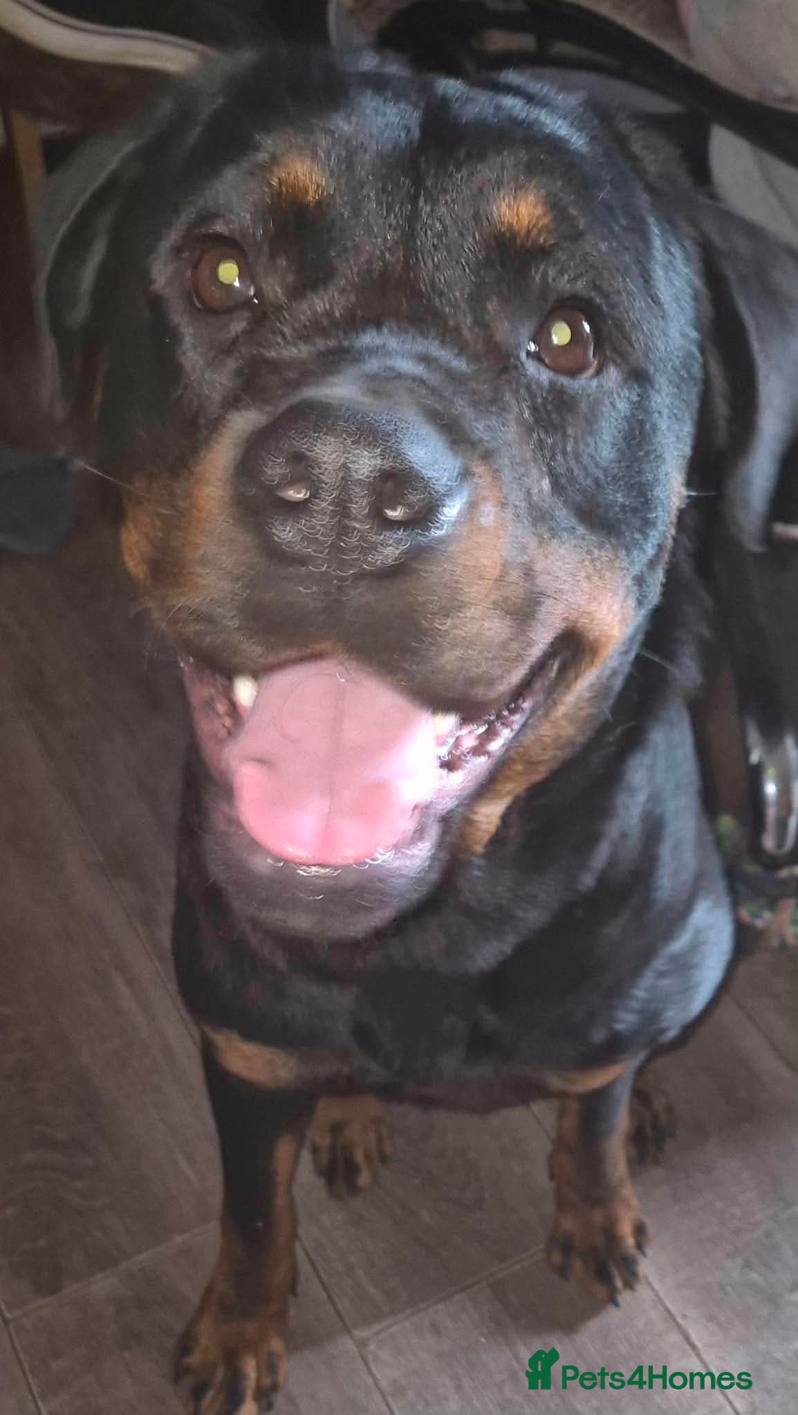 Rottweiler dogs Female rottweiler  - Advert 1