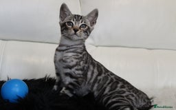 Bengal cats for sale: Stunning Bengal kittens - Image 20