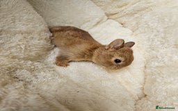 Netherland Dwarf rabbits for sale: Netherland Dwarf bunnies - Image 7