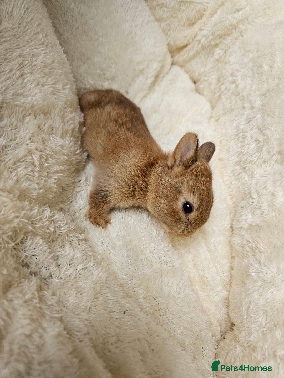 Netherland Dwarf rabbits for sale: Netherland Dwarf bunnies - Image 7