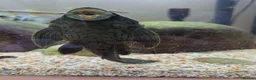 Plecos fish for sale: L191 (Believed to be) Pleco in Southampton - Advert 3