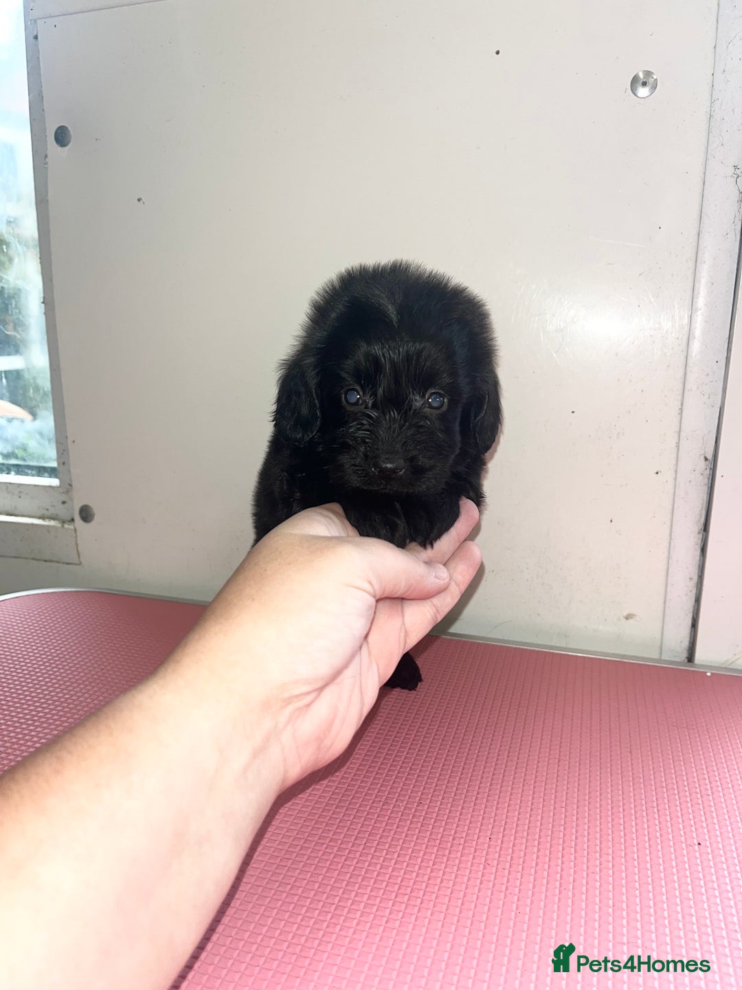 Cockapoo dogs for sale: cockapoo puppies for sale  - Image 4