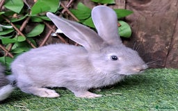 Continental Giant rabbits for sale: Continental Giant Babies  - Vaccinated - RESERVE  - Image 5