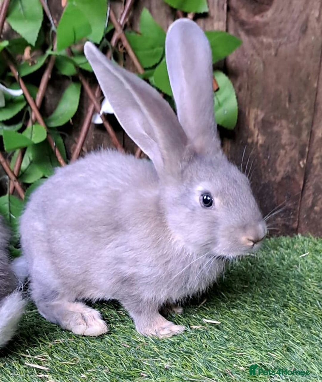 Continental Giant rabbits for sale: Continental Giant Babies  - Vaccinated - RESERVE  - Image 5