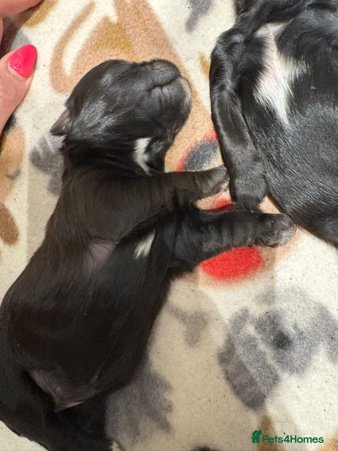 Shihpoo dogs for sale: Shih poo Puppies - Advert 4