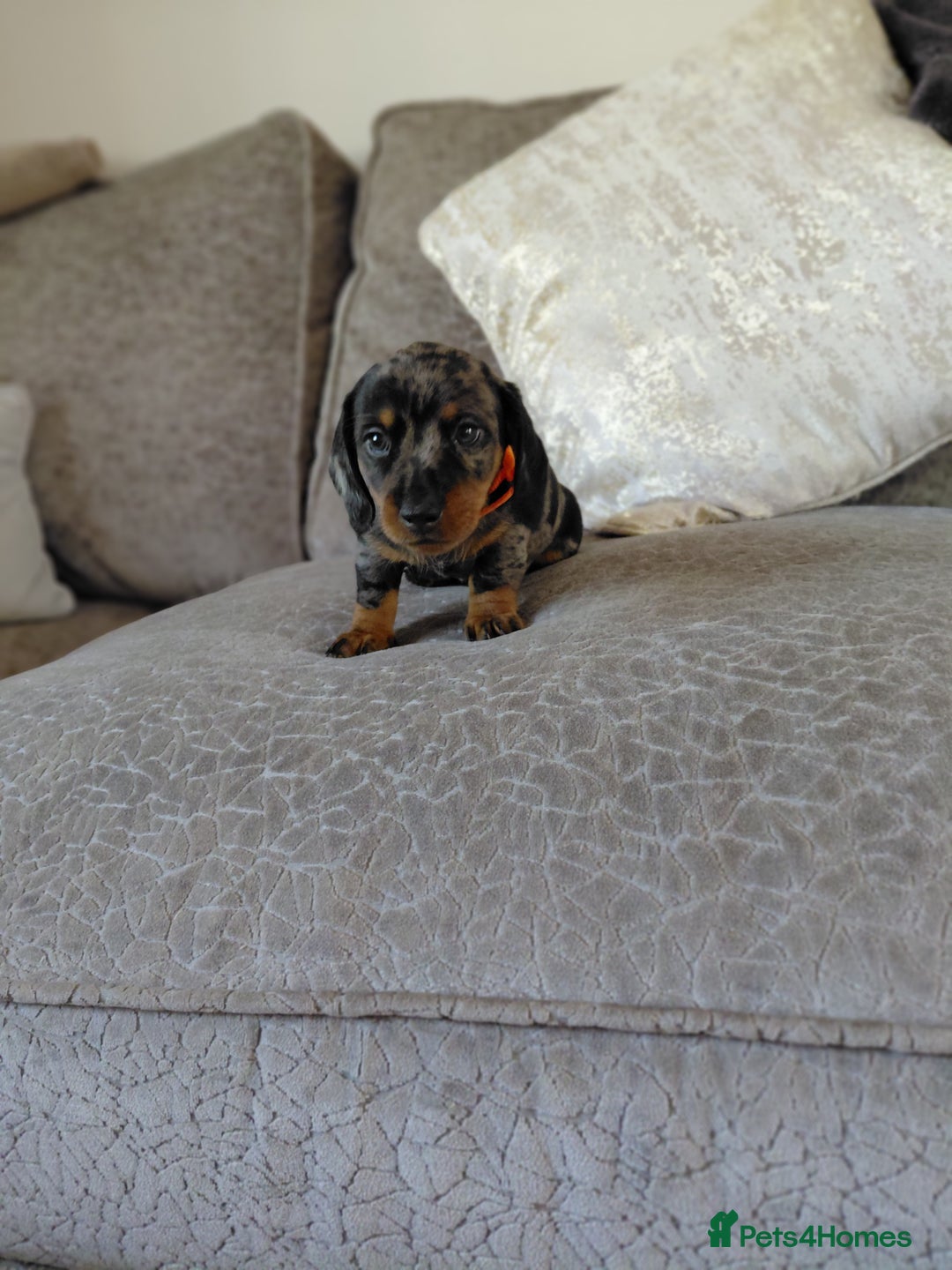 Miniature Dachshund dogs for sale: Ready now beautiful miniature dachshund pups - Image 14