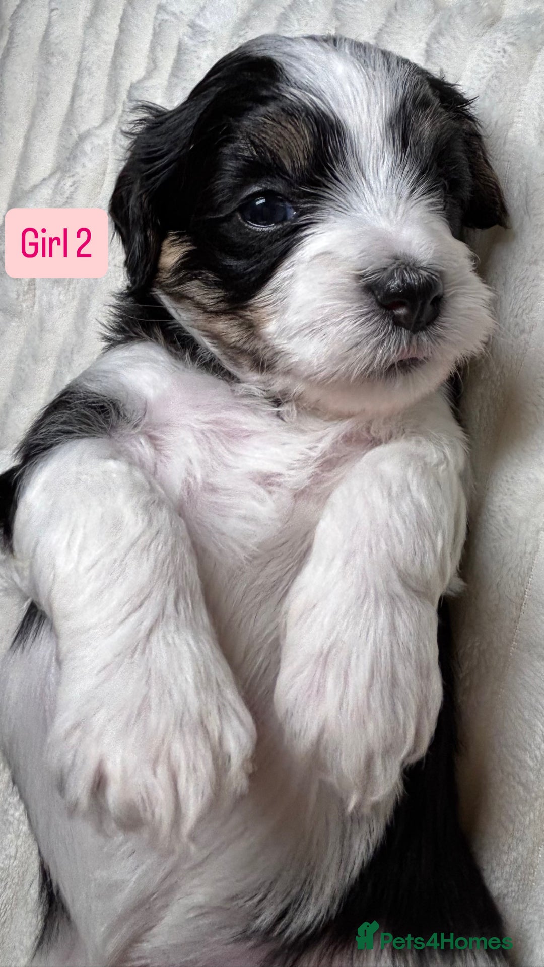 Havanese dogs for sale: 9 Beautiful Havanese Pedigree Puppies  - Advert 31
