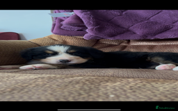 Bernese Mountain Dog dogs for sale: KC Reg Bernese Mountain Dog Puppies - Image 13