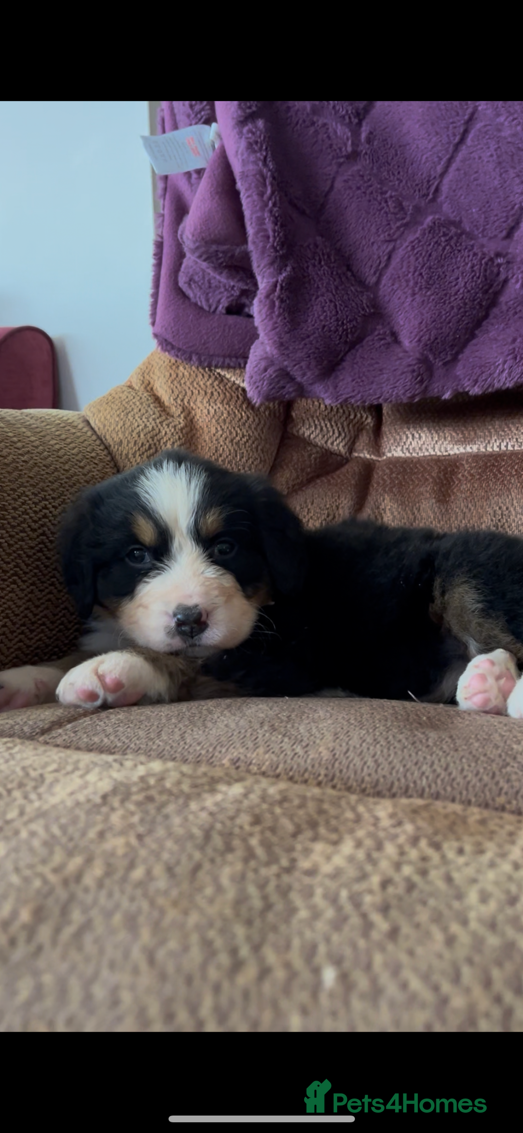Bernese Mountain Dog dogs for sale: KC Reg Bernese Mountain Dog Puppies - Image 13