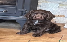 Cocker Spaniel dogs for sale: Cocker spaniel  - Image 1