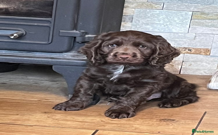 Cocker Spaniel dogs - Advert 1