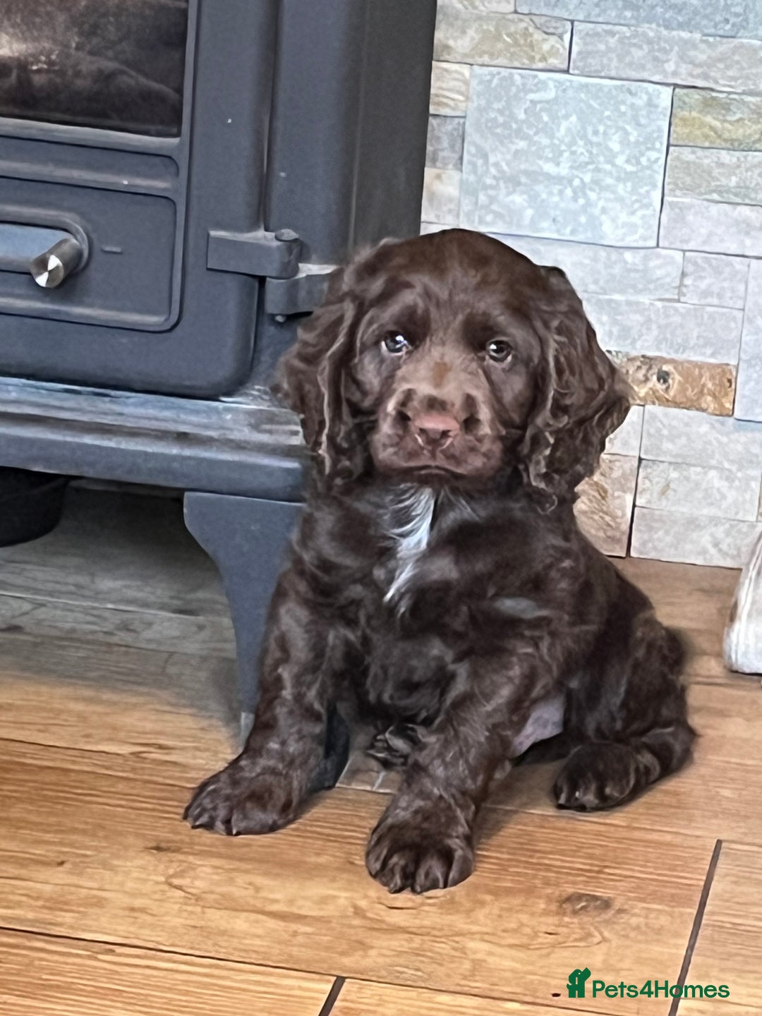 Cocker Spaniel dogs for sale: Cocker spaniel  - Image 1