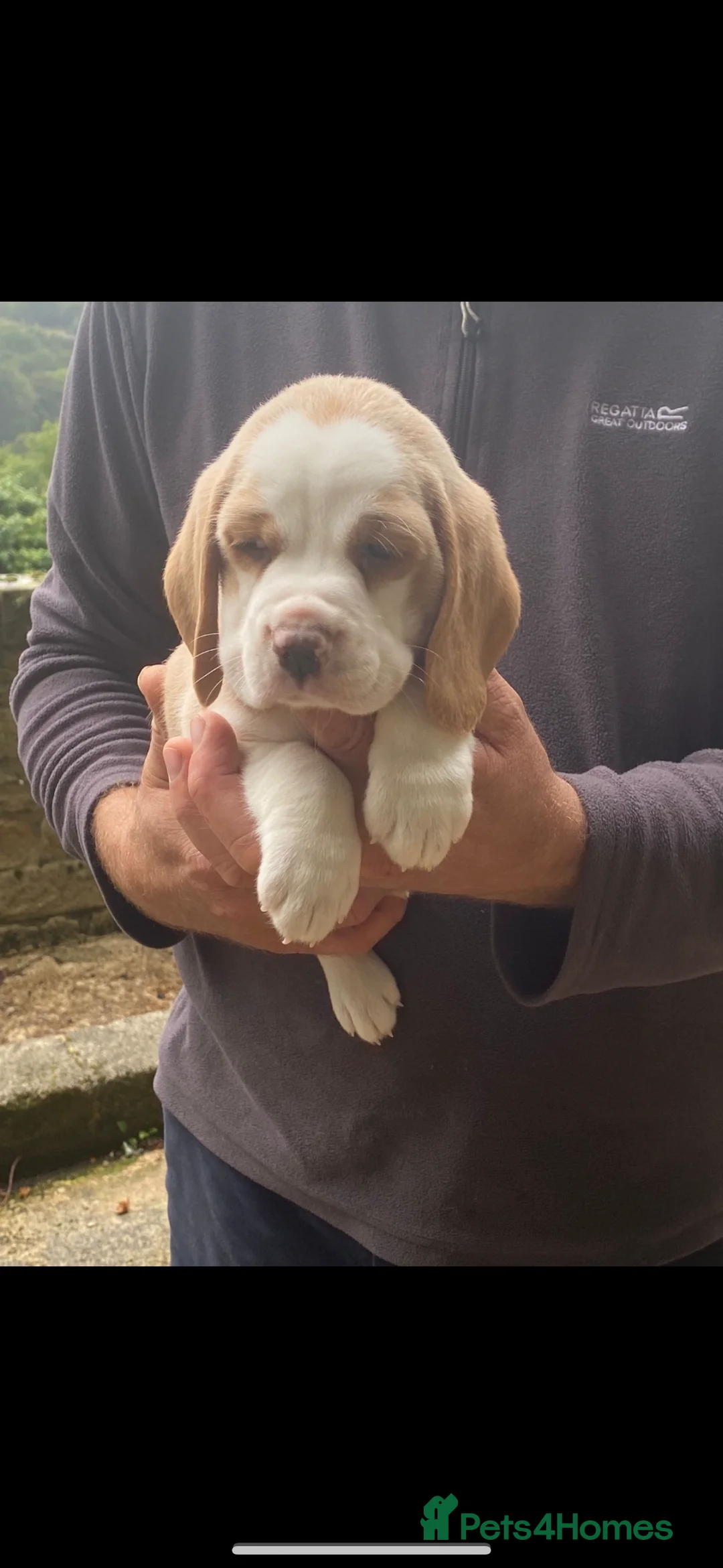 Beagle dogs for stud: White and Tan Beagle for Stud ONLY in Huddersfield - Advert 10