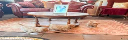Mixed Breed dogs for sale: RARE STUNNING cute F1 cairn-oodles ❤️🐾 - Advert 6