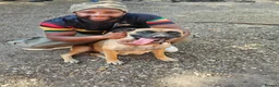 Mixed Breed dogs for sale: Belgian Malinois X Poodles  in King's Lynn - Advert 9