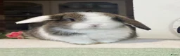Mini Lop rabbits for sale: Gorgeous pure Mini lop babies in Llandysul - Advert 2