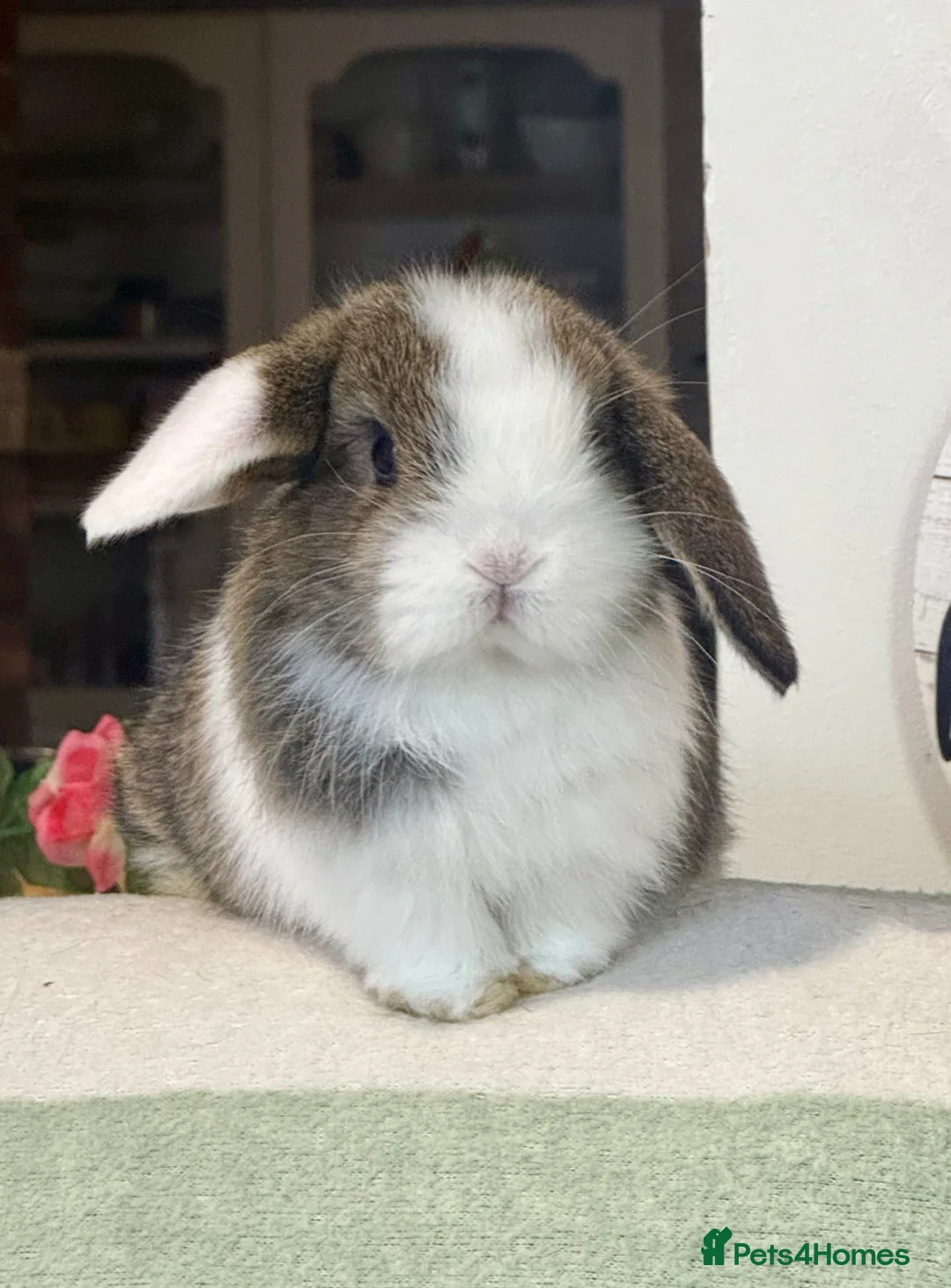 Mini Lop rabbits for sale: Gorgeous pure Mini lop babies in Llandysul - Advert 2