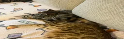 Mixed Breed cats for sale: Bengal x kittens  - Advert 5
