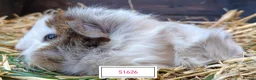 Guinea Pig rodents for sale: Stunning Baby Guine Pigs (sows and boars)  - Advert 5