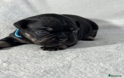 French Bulldog dogs for sale: Four beautiful healthy female French Bulldogs - Image 7