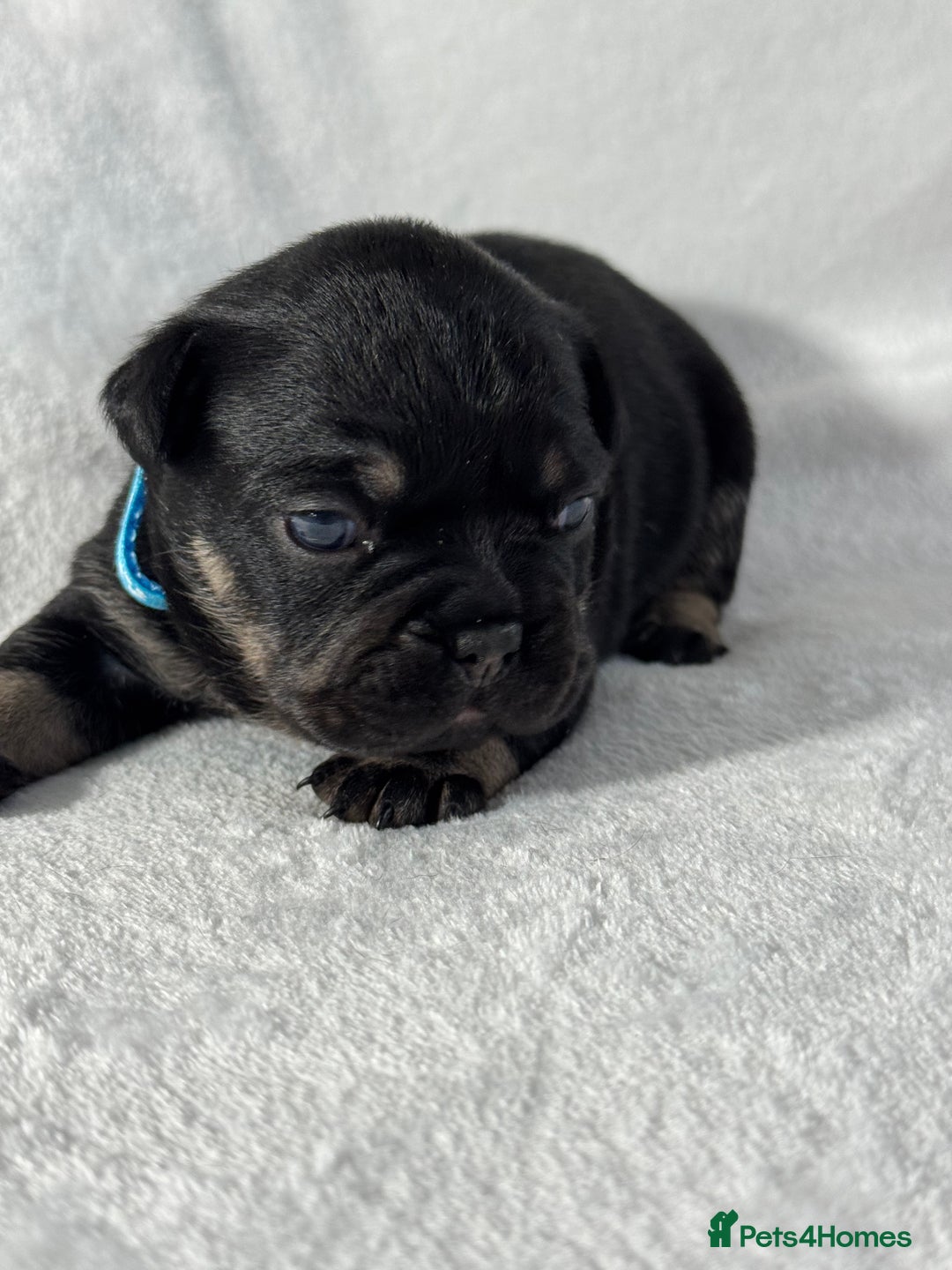 French Bulldog dogs for sale: Four beautiful healthy female French Bulldogs - Image 7