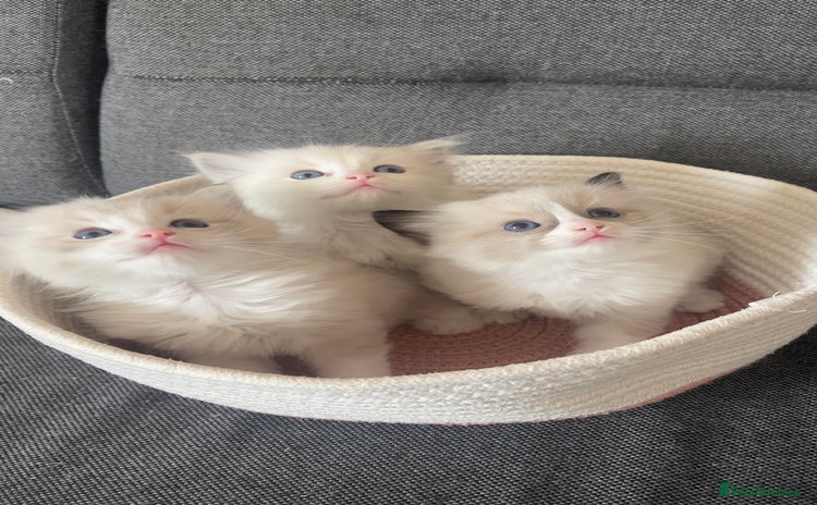 Ragdoll cats - Advert 3