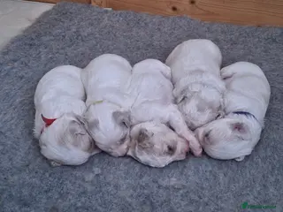 Cavachon dogs Beautiful Cavachon Puppies Needing Forever Homes - Advert 1