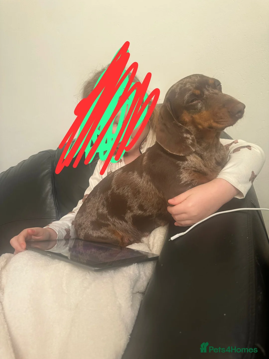 Miniature Dachshund dogs for sale: Chocolate dapple female - Advert 2