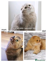 Scottish Fold cats Scottish fold - Advert 3